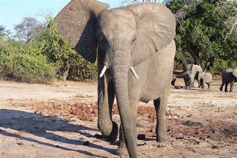 2023 12-Day Delta, Chobe & Victoria Falls (Small Group Safari)