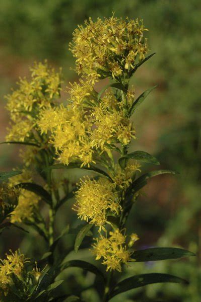 Mental sincerity : spiritual meaning of flower by The Mother