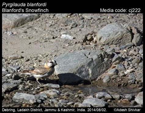 Pyrgilauda blanfordi (Hume, 1876) - Blanford's Snowfinch | Birds