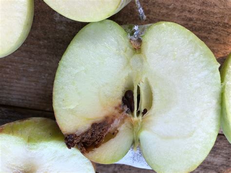 Image result for Codling Moth Control