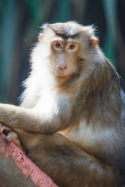 Monkey Using Computer 的图像结果