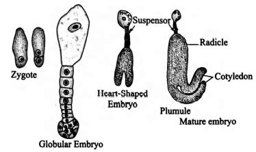Recognise the figure and find out the correct matching