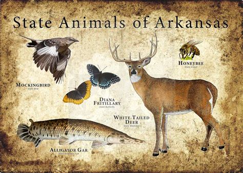 Arkansas State Animals Poster Print - inkart