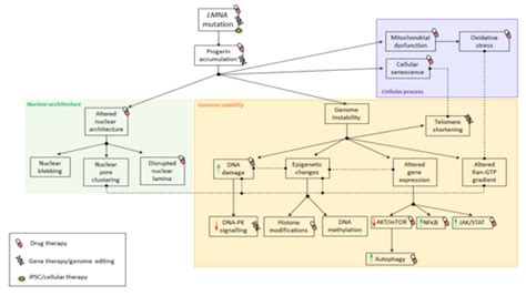 Preclinical Advances of Therapies for Laminopathies