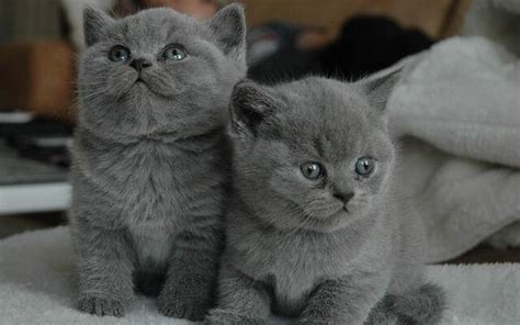 Britisch Kurzhaar BKH Whiskas Katze abzugeben tabby black silver ...