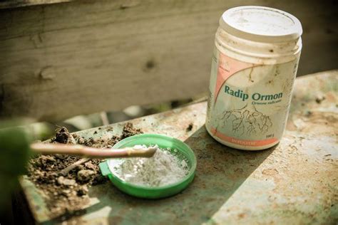 Image result for How to Propagate Roses Using Potatoes