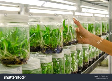 1,723 Leaf Tissue Culture Plant Images, Stock Photos & Vectors ...