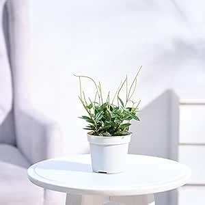 UGAOO Peperomia Angulata Live Plant With Grow Pot : Amazon.in: Garden ...