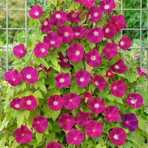 Morning Glory 'Scarlett O'Hara' Seeds – Garden Mithra