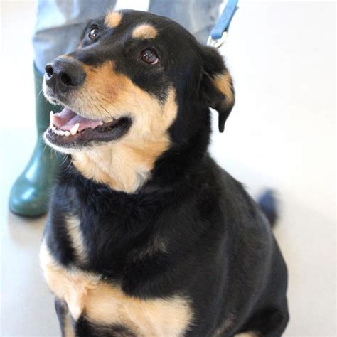 Pet of the Week: Tamela at The Champaign County Humane Society ...