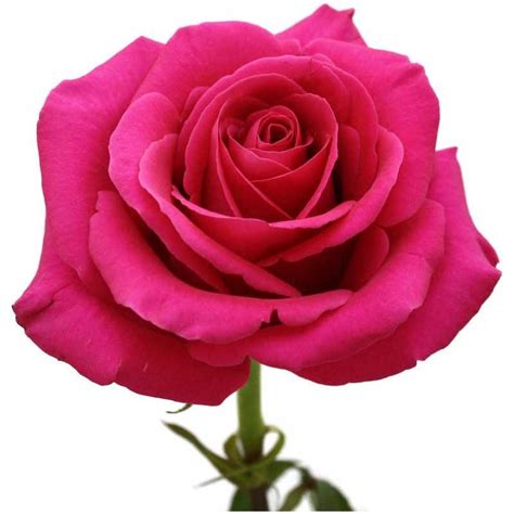 | Pink | LINE SHOPPING