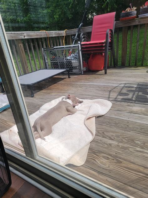 Rare candid shots of baby hippo behavior : r/velvethippos