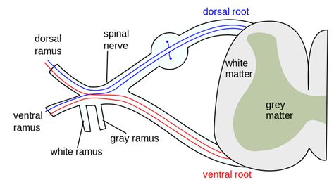 Image result for Upper Motor Neuron Features