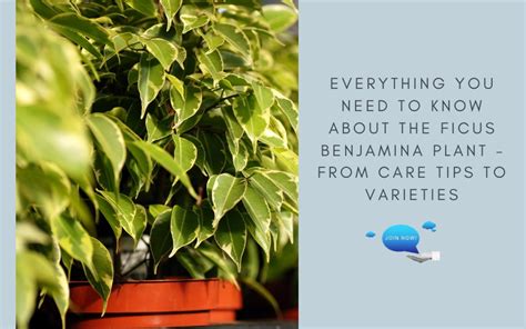 Everything You Need to Know about the Ficus Benjamina Plant - From Car ...