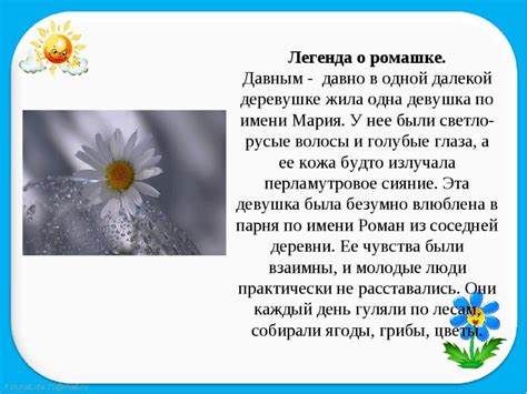 Ромашка цветок. история, происхождение, интересные факты и народные приметы