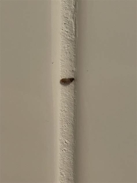 Why do I keep finding carpet beetle larvae in my bathroom? : r/insects