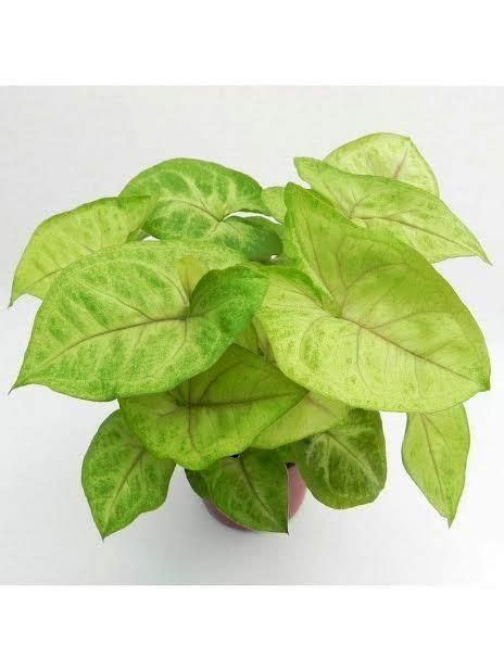 Syngonium Gold Allusion Indoor Plant