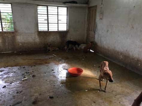 Barking up the wrong tree: The agency in charge of controlling street ...