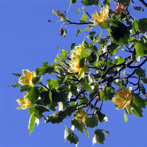 Tulip Poplar: Planting, Care & Growing Guide | PlantWatch