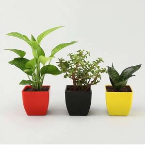 WB Wood Gibbs Money Plant Price in India - Buy WB Wood Gibbs Money ...