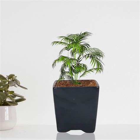 Lasaki Mini Pot Black Ceramic Pots for Indoor Plants,Planters,Flower ...