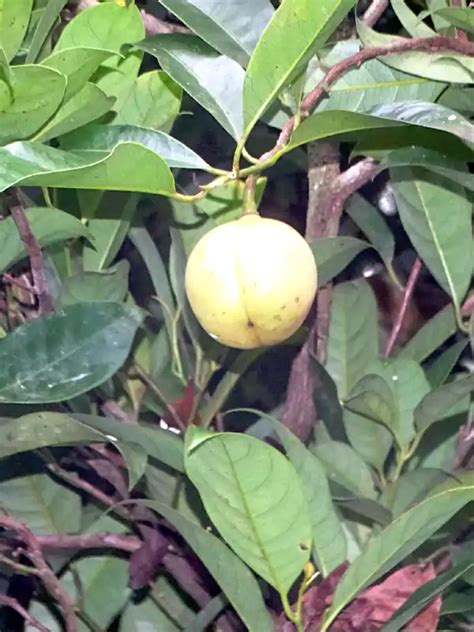 Myristica fragrans, Jathi, Nutmeg tree, ജാതി | SMPB Kerala