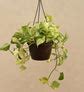 Buy Money Plant Marble Hanging Pot: Indoor Greenery Delight – Ugaoo