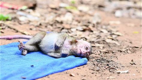 Image result for Bug Infested Baby Monkey