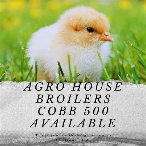 Agro House, Lycée bilingue de mbalgong , 00237 Yaoundé, Cameroon ...