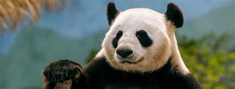 Panda Python Overview 的图像结果