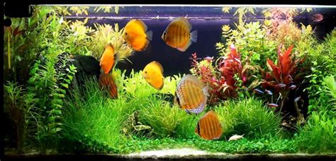 Image result for Setting Up a Discus Tank