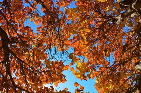 醉在秋天的丁香树下，醉在丁香的红叶间，原创摄影|丁香树|丁香|红叶_新浪新闻