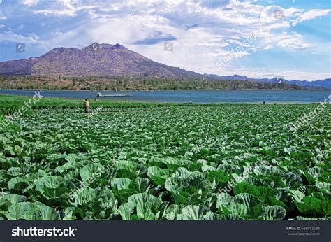 What Makes Volcanic Soil So Fertile at Jennifer Dermody blog