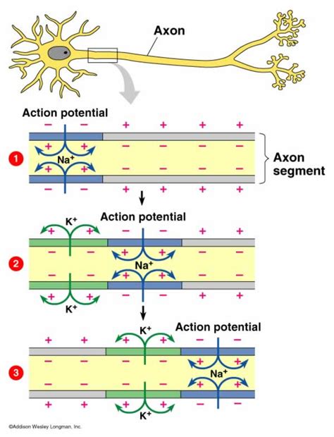 Image result for Action Potential