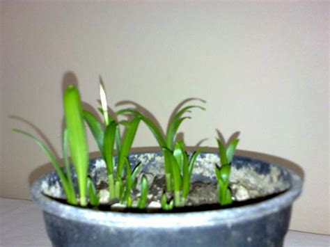 Kardelen (Galanthus sp.) - agaclar.net