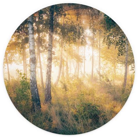 Round wall mural Sunshine in the birch forest - Kado - non self ...