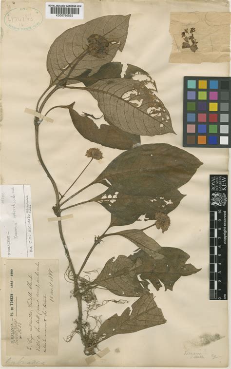 Ophiorrhiza ophiorrhizoides (Drake) Razafim. & Rydin | Plants of the ...