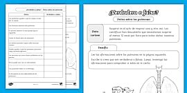 Actividades del sistema respiratorio para imprimir | Twinkl