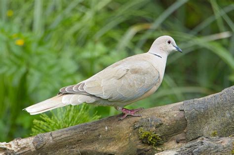 8 Birds That Don’t Migrate (USA Guide) – Just Watching Birds