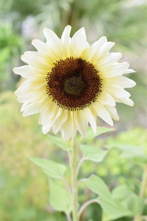 How to Grow Sunflowers in Pots- It’s Super Easy!