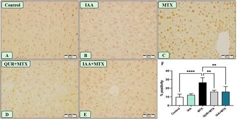 Indole-3-Acetic Acid: Promising Protective Agent Against Methotrexate ...