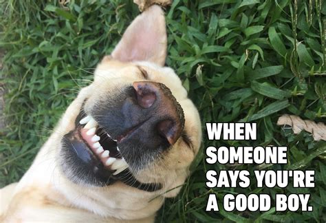 Hilarious Dog Memes