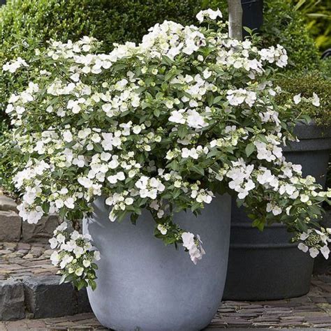 Image result for Runaway Bride Hortensie