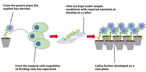 Tissue culture — lesson. Science CBSE, Class 10.