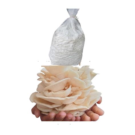 Mushroom Spawn & Cultures – BM MUSHROOM ONLINE STORE