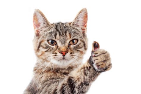 Premium Photo | Portrait of cat with thumbs up pose