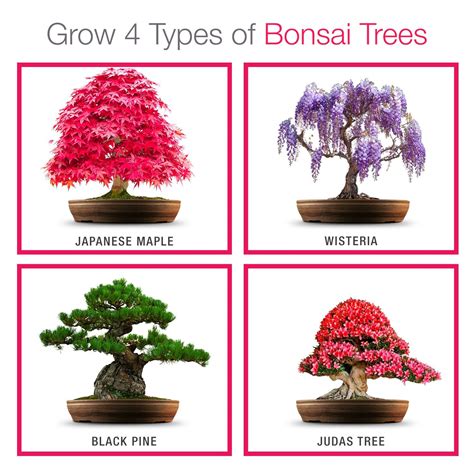 Explore the Beauty of Bonsai Trees at Amazing Bonsai Trees Blog: Bonsai ...