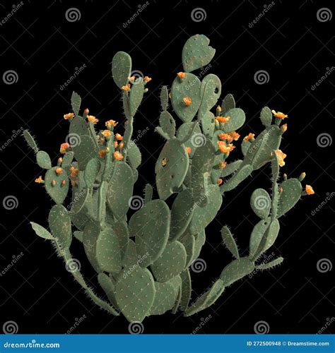 3d Illustration of Opuntia Ficus Indica Bush Isolated on Black ...