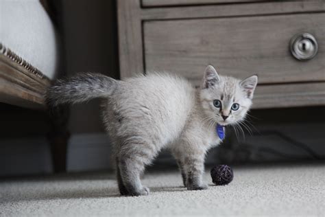 Lynx Point Siamese Kitten - Bixby