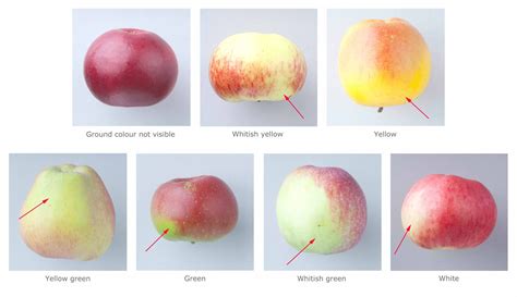 What Color Are Apples - GreenThumbsGuide